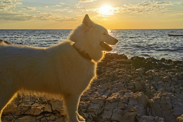 Hund bei Sonnenuntergang